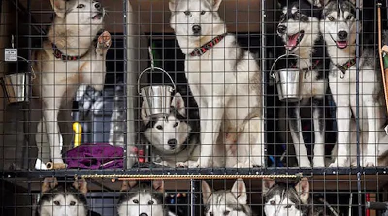 Aviemore 2021 CANCELLED | Northernwolf Sled Dog Information Site